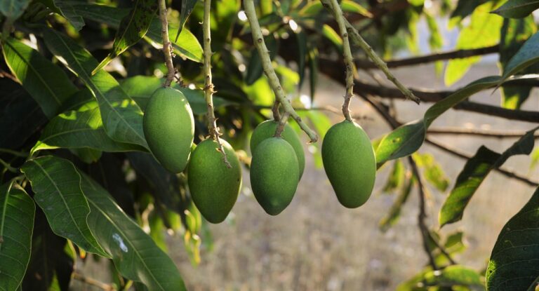 Maison Jardinage Comment Faire Germer Un Noyau De Mangue Facilement