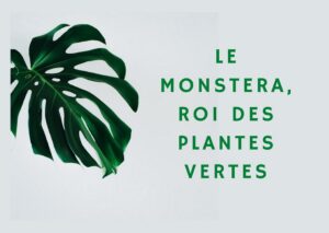 Monstera