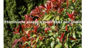 Photinia