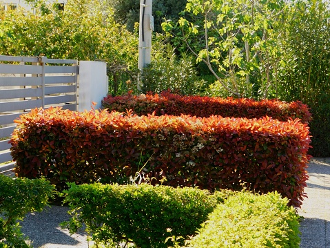 Photinia jardin