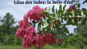 lilas des Indes