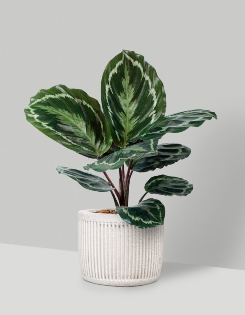 calathea